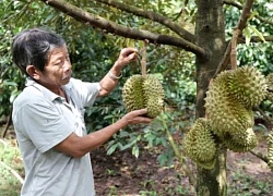 Lâm Sơn - Vùng sinh thái vườn hấp dẫn của Khánh Hòa