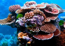 Tìm ra giải pháp giúp hồi phục rạn san hô Great Barrier