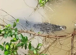 Truy tìm cá sấu 'sổng chuồng' ở Cà Mau
