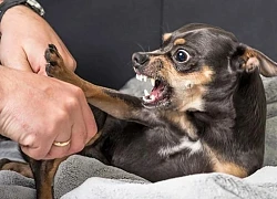 Hà Nội ghi nhận một ổ dịch dại trên chó cảnh tại phường Bồ Đề, 5 người bị cắn
