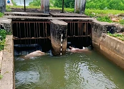 Lợn chết do dịch tả bị vứt xuống kênh dẫn nước ở Quảng Ngãi