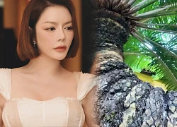 Nhà Lý Nhã Kỳ có 1 "bảo vật" 4 đầu, thân mọc vảy rồng, bảo sao giàu vậy!