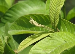 5 lợi ích sức khỏe từ thói quen nhai lá ổi buổi sáng