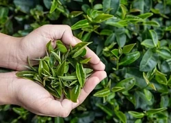 6 loại trà thảo mộc tốt cho người bệnh gan nhiễm mỡ không do rượu