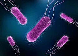 Bùng phát bệnh Salmonella tại nhiều bang ở Mỹ