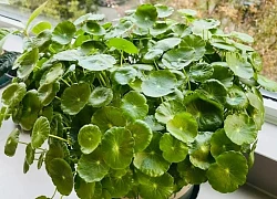 Loài cây được ví như "ngân khố sống", nhưng đặt sai chỗ thì gia sản tiêu tan như cát bụi