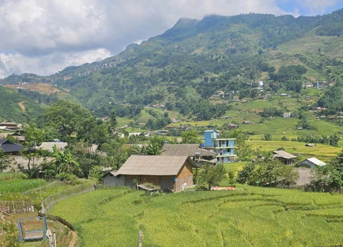 Ngắm mùa vàng rực rỡ ở Sa Pa