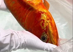 Cá rồng được trả hơn 3,6 tỷ đồng, người đàn vẫn từ chối bán