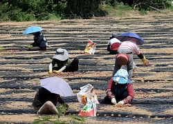 Hàn Quốc ban bố tình trạng thảm họa quốc gia do hạn hán