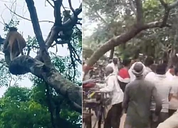 Khỉ 'cuỗm' 24 triệu đồng rồi vứt tung tóe khiến người dân náo loạn tranh giành