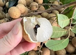 4 cách dùng cùi nhãn làm thuốc bồi bổ sức khỏe