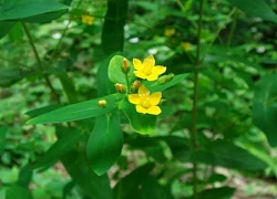 Hợp chất từ cây xuyên tâm thảo hỗ trợ điều trị tim mạch