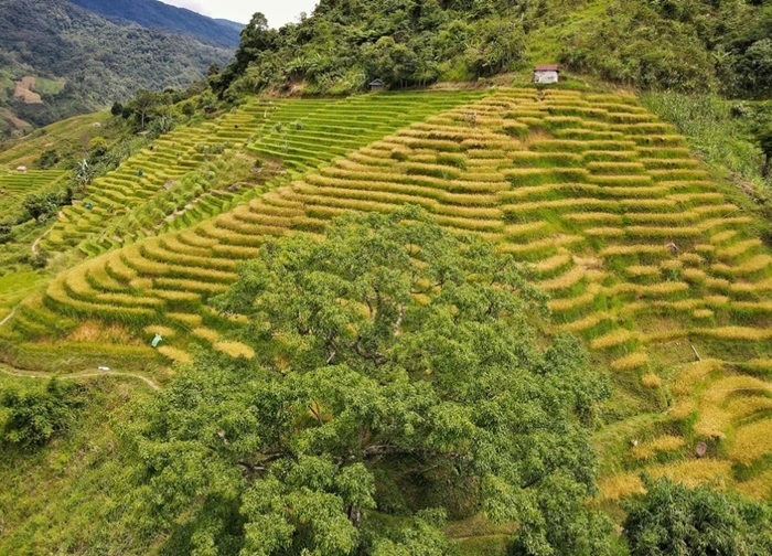 Ngỡ ngàng mùa vàng ở Ngọc Linh, bức tranh tuyệt sắc giữa đại ngàn Quảng Ngãi