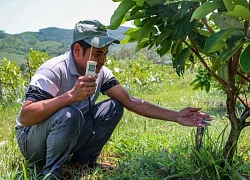 8X Đà Nẵng biến đồi đất cằn khô, lổn nhổn sỏi đá thành vườn cây ăn quả bạc tỷ