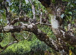 'Báu vật xanh' giữa đại ngàn