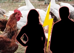 Cặp vợ chồng không thể ly hôn vì lấn cấn với 53 con gà, vịt, ngỗng: Thẩm phán đưa ra phán quyết