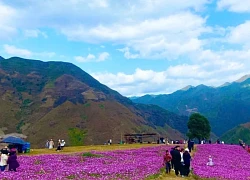 "Đồi hoa gọi mây" giữa trời Tà Xùa của phụ nữ Mông hút khách
