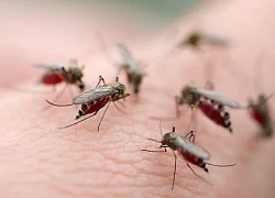 Muỗi Aedes albopictus gây bệnh chikungunya đã có ở Việt Nam