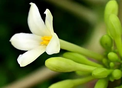 Những người cần tránh dùng hoa đu đủ đực