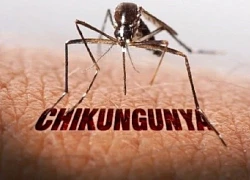 Bệnh Chikungunya đã lưu hành tại Việt Nam