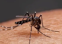 Dấu hiệu cảnh báo bệnh Chikungunya