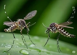 Nhận biết sớm bệnh Chikungunya để phòng ngừa biến chứng