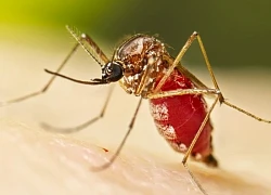 Phân biệt dấu hiệu mắc Chikungunya với sốt xuất huyết