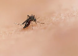 Tình hình mới nhất về bệnh Chikungunya và Zika ở TPHCM
