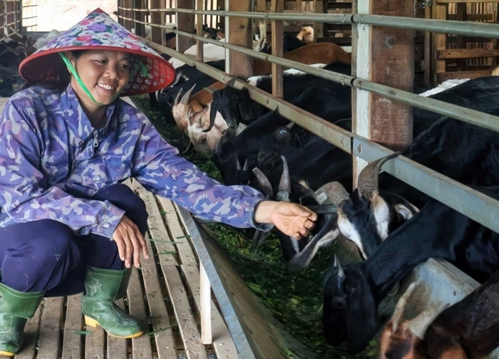 8X Đà Nẵng làm trang trại xanh, biến đất cằn thành 'mỏ vàng', kiếm bộn tiền