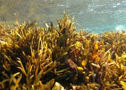 Australia báo động đỏ vì thảm họa tảo độc
