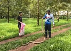 Bắt sống rắn hổ mang chúa khổng lồ nặng 8kg trong vườn sầu riêng
