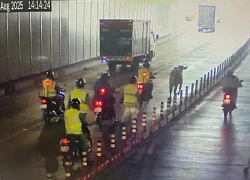 Hy hữu giao thông vào trung tâm TPHCM rối loạn 30 phút vì bò 'đột nhập' hầm Thủ Thiêm