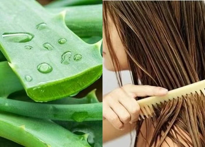 Mách bạn cách ủ tóc nha đam mềm, óng khỏe, không tốn tiền