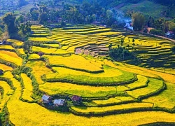 Mê mẩn mùa vàng nơi rẻo cao Quảng Ngãi