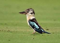 Nhiều loài chim chuyển đổi giới tính với tỷ lệ đáng ngạc nhiên