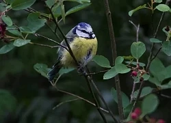 Ngày sinh Âm lịch của người 'nói là làm', càng khó khăn càng dễ bứt phá để vươn tới đỉnh cao