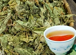 Việt Nam có loại lá phơi khô, đem đun nước uống rất lợi cho gan
