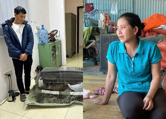 Vụ gà lôi trắng: Bị cáo Thành được tại ngoại, chờ xử phúc thẩm