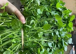 2 loại rau dễ là nơi 'tổ ký sinh trùng' ẩn náu, nhất cái số 1 nhiều người mê tít