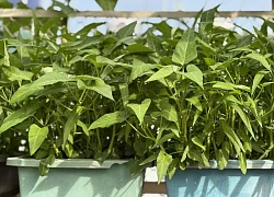 Ăn rau muống sống - lợi hay hại cho sức khỏe?