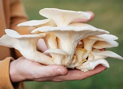 Loại nấm bào ngư được ví như 'gôi sao thầm lặng' trong bữa ăn, mang lại lợi ích sức khỏe bất ngờ