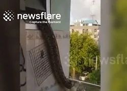 Nhìn ra cửa sổ, người dân phát hiện cảnh tượng nổi da gà