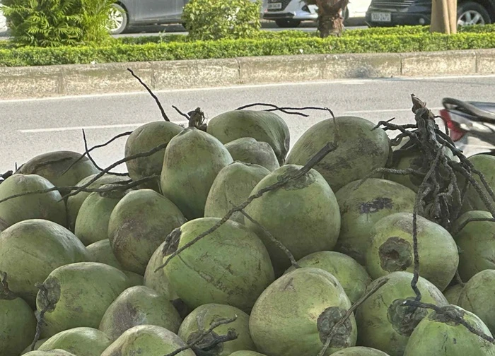 Nước dừa là 'siêu đồ uống' nhưng 5 nhóm người nên tránh
