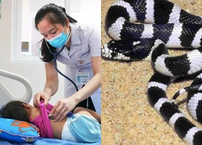 3 tiếng sau khi rắn bò ngang người, bé 21 tháng tuổi hôn mê, tím tái