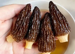 Cây dại quý hiếm bậc nhất thế giới, vị ngon hơn thịt, cực bổ dưỡng, 13 triệu đồng/kg