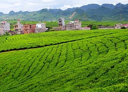 Khám phá bức tranh cuộc sống bình dị, nên thơ của đồi chè Mộc Châu