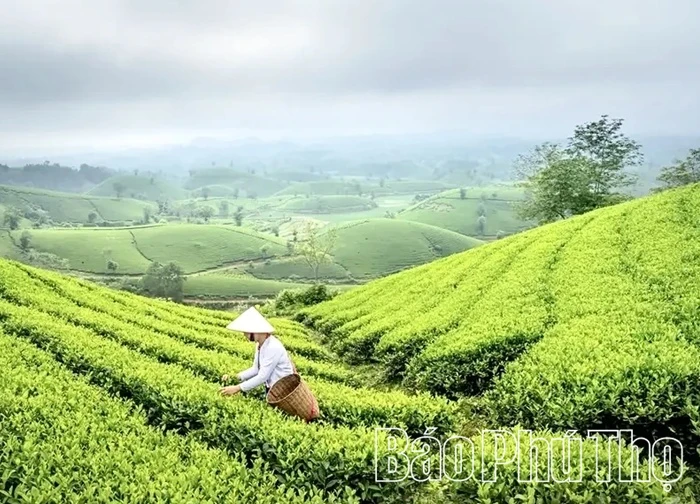 Khám phá du lịch Đồi chè Long Cốc