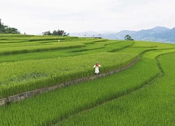 Ngắm lúa xanh và sắc cờ đỏ sao vàng ở Suối Lìn