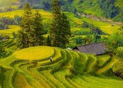 [Ảnh] Sa Pa mùa lúa chín rực rỡ tựa bức họa cổ tích ngay trước Lễ 2/9