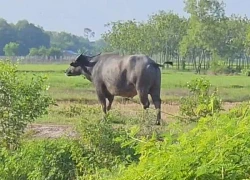 Bé gái 4 tuổi ở Nghệ An bị trâu hàng xóm húc tử vong